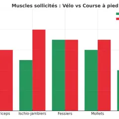Ce tableau compare le niveau de sollicitation musculaire (vélo vs course à pied) pour les quadriceps, ischio-jambiers, fessiers, mollets et abdominaux.