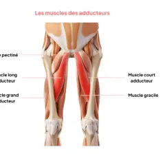 Anatomie des muscles adducteurs de la cuisse, essentiels pour tout exercice d'adducteur.