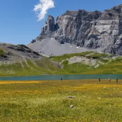 Des randonneurs profitent du tour des Fiz trail, traversant un champ de fleurs jaunes au bord d'un lac turquoise, sous un imposant massif rocheux.