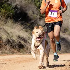 Un homme et son chien en pleine course de canicross sur un sentier poussiéreux. Le chien, plein d'énergie, court à côté de son maître.