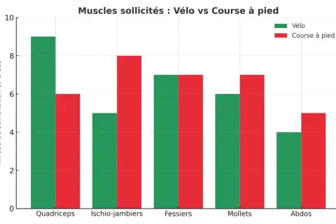 Ce tableau compare le niveau de sollicitation musculaire (vélo vs course à pied) pour les quadriceps, ischio-jambiers, fessiers, mollets et abdominaux.
