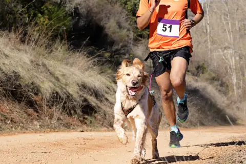Un homme et son chien en pleine course de canicross sur un sentier poussiéreux. Le chien, plein d'énergie, court à côté de son maître.