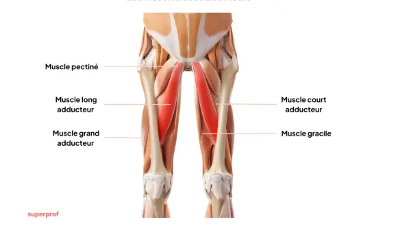 Anatomie des muscles adducteurs de la cuisse, essentiels pour tout exercice d'adducteur.