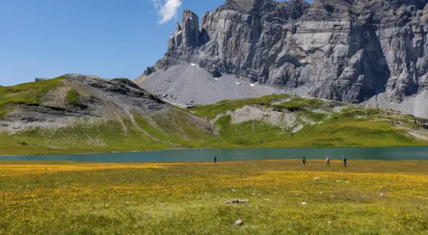 Des randonneurs profitent du tour des Fiz trail, traversant un champ de fleurs jaunes au bord d'un lac turquoise, sous un imposant massif rocheux.