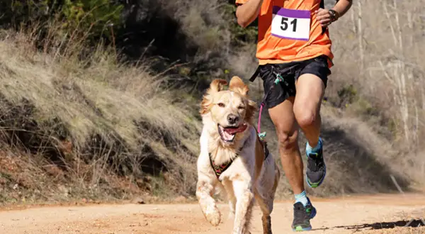 Un homme et son chien en pleine course de canicross sur un sentier poussiéreux. Le chien, plein d'énergie, court à côté de son maître.