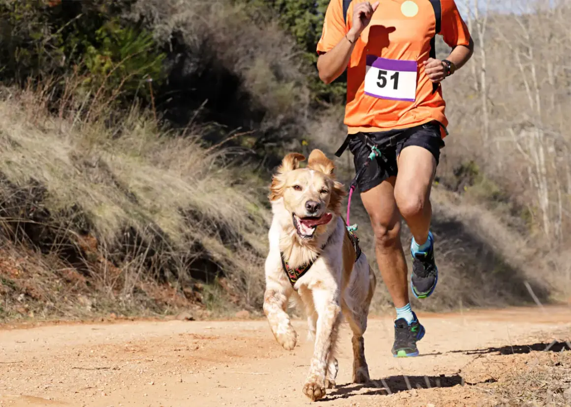 Un homme et son chien en pleine course de canicross sur un sentier poussiéreux. Le chien, plein d'énergie, court à côté de son maître.