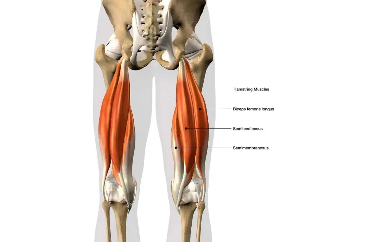 Anatomie du muscle ischio-jambier, montrant le biceps fémoral, le semi-tendineux et le semi-membraneux.