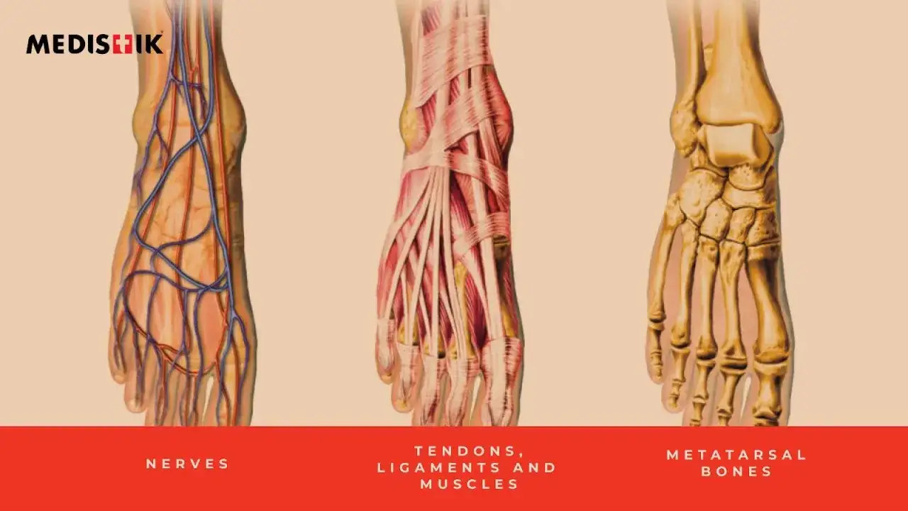 Illustration du pied montrant les nerfs, les tendons et les os. Une douleur au nerf sur le dessus du pied en marchant peut être liée à ces structures.