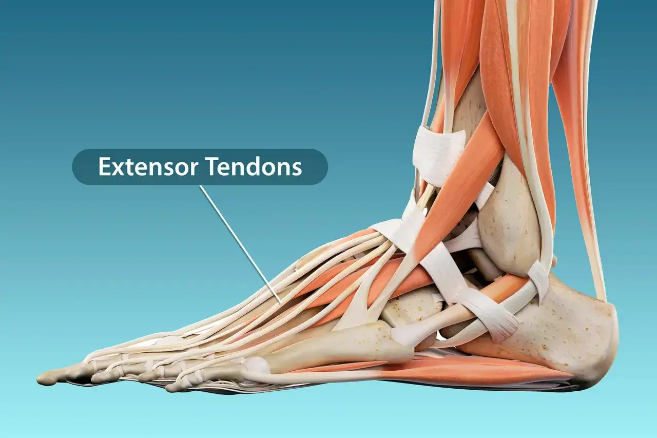 Anatomie du pied, montrant les tendons extenseurs. Une tendinite pied peut affecter ces structures.