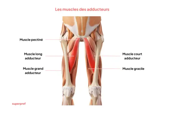 Anatomie des muscles adducteurs de la cuisse, essentiels pour tout exercice d'adducteur.